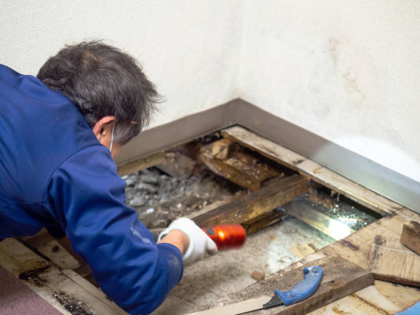 Best Mold Removal Near Me  in Richfield Springs, NY