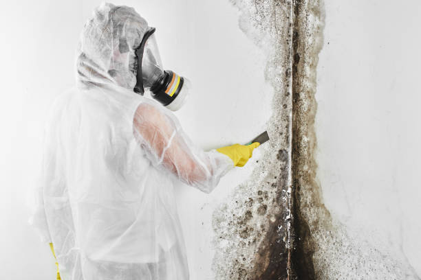 Best Commercial Mold Removal  in Richfield Springs, NY