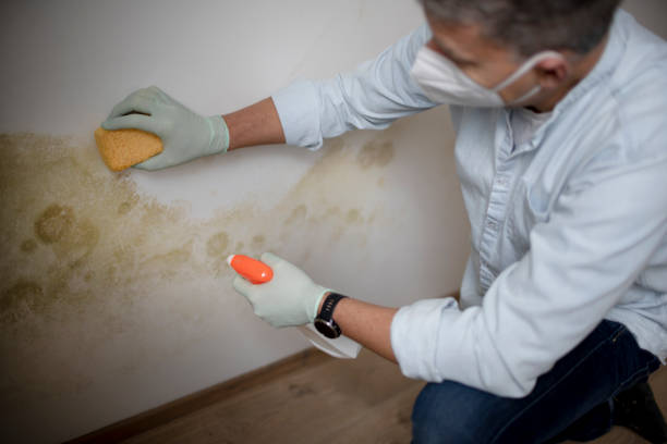 Best Professional Mold Removal  in Richfield Springs, NY