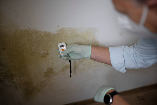 Best Local Mold Removal Service  in Richfield Springs, NY