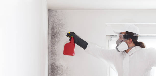 Best Mold Damage Repair  in Richfield Springs, NY