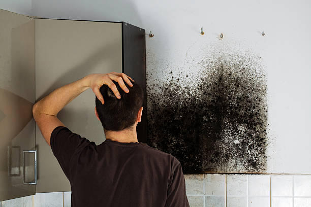 Best Mold Remediation  in Richfield Springs, NY