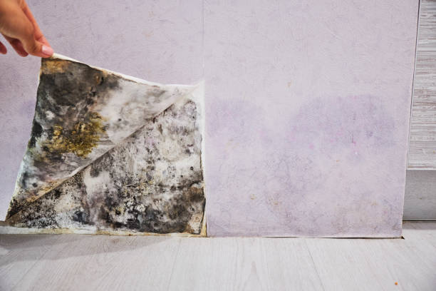 Best Mold Removal Specialists  in Richfield Springs, NY